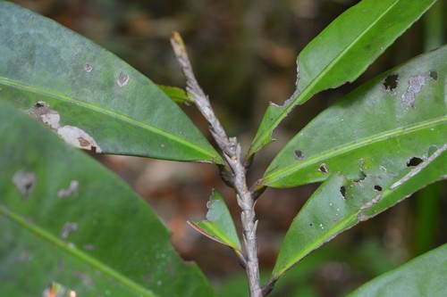 Campylospermum (Campylospermum)