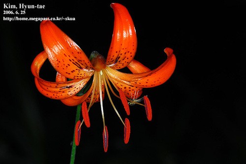 Lilium leichtlinii - PictureThis