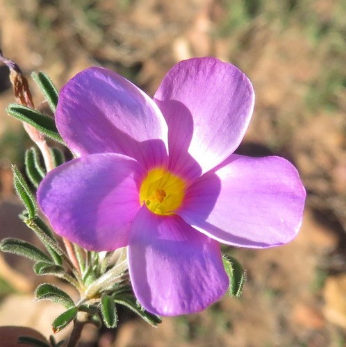 Oxalis ciliaris Flower, Leaf, Care, Uses - PictureThis