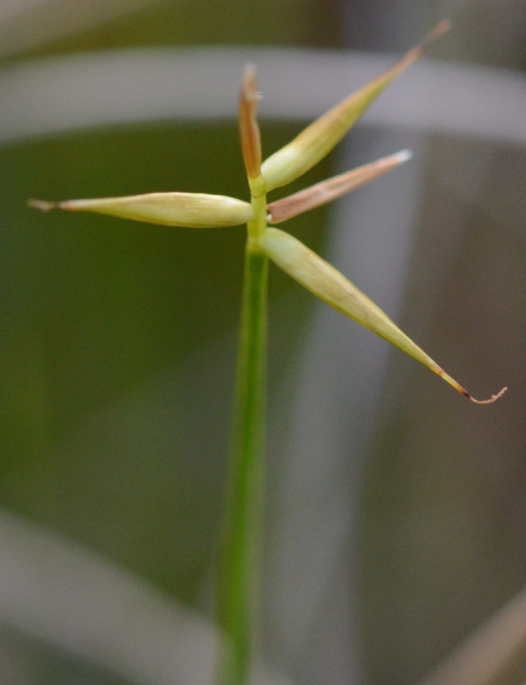 Осока малоцветковая (Carex pauciflora) - PictureThis