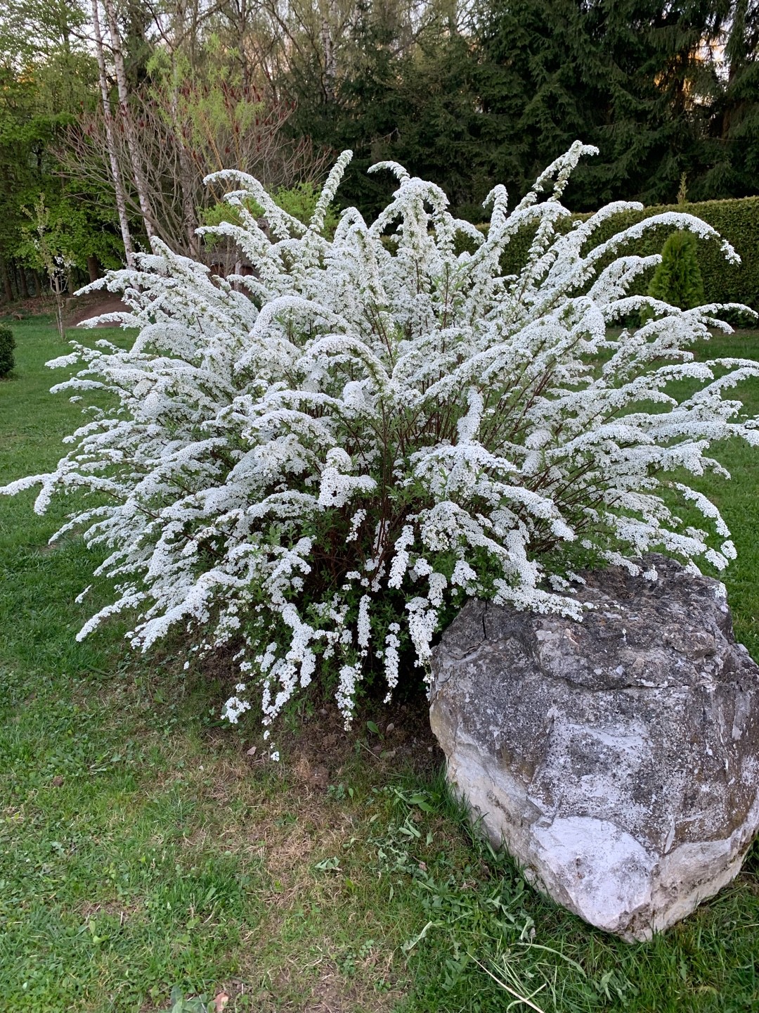 Image of Spiraea alba plant in a vase