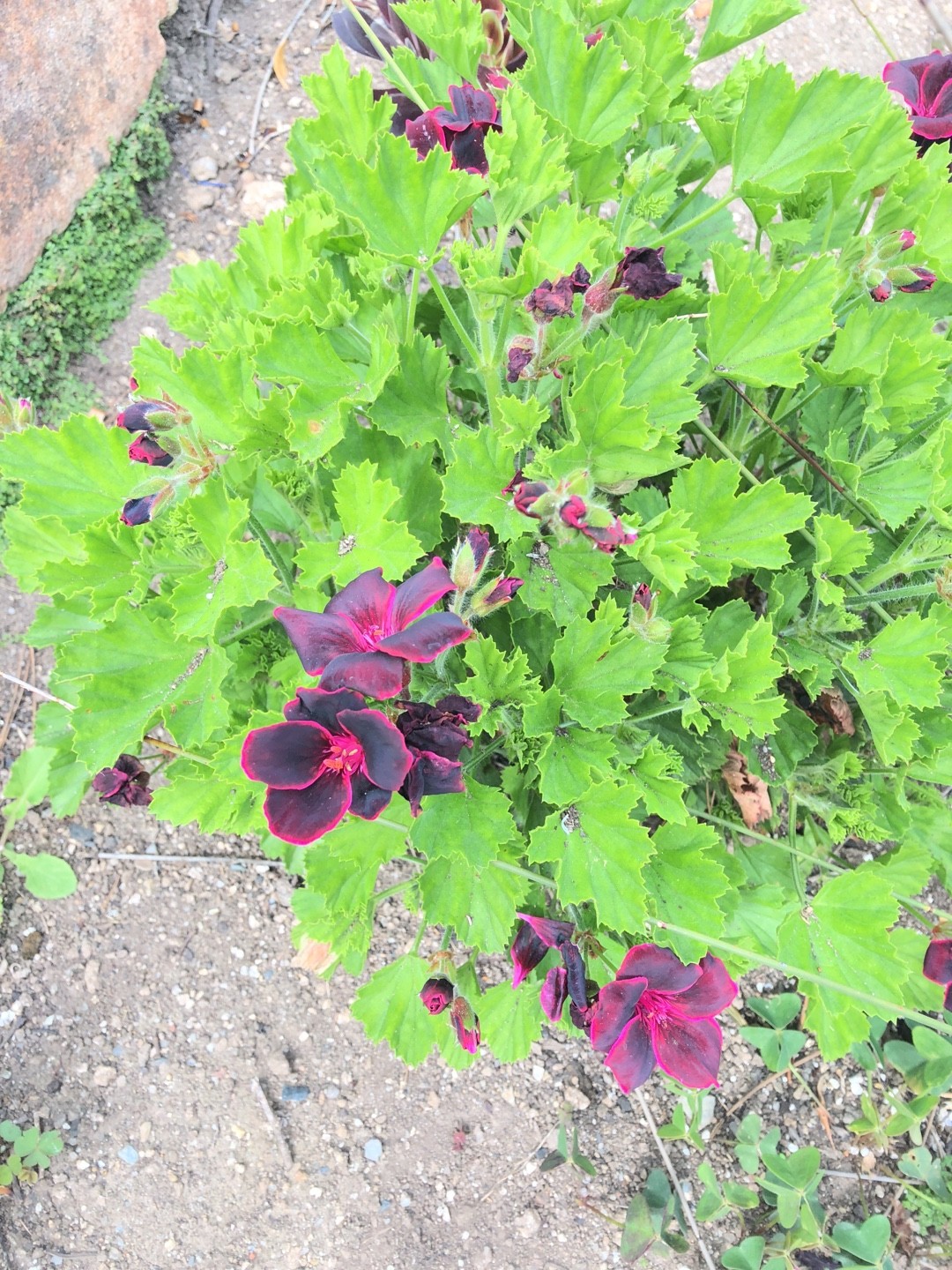 Pelargonium Lord Bute PictureThis   153935609365266439 