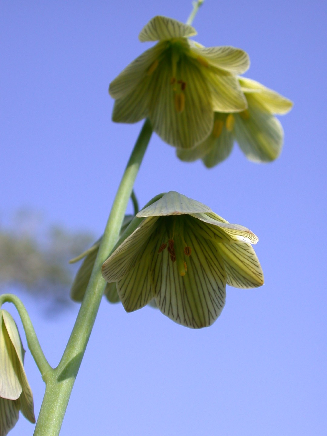 Lirio persa (Fritillaria persica) - PictureThis