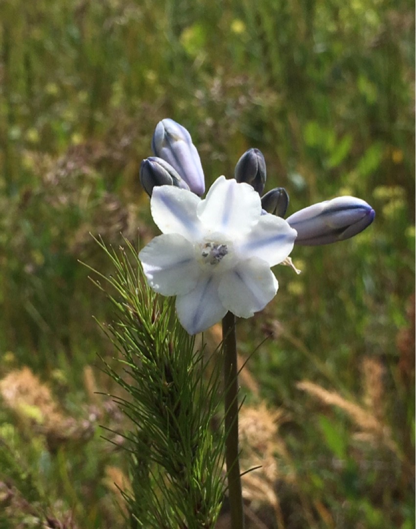 Triteleia grandiflora - PictureThis