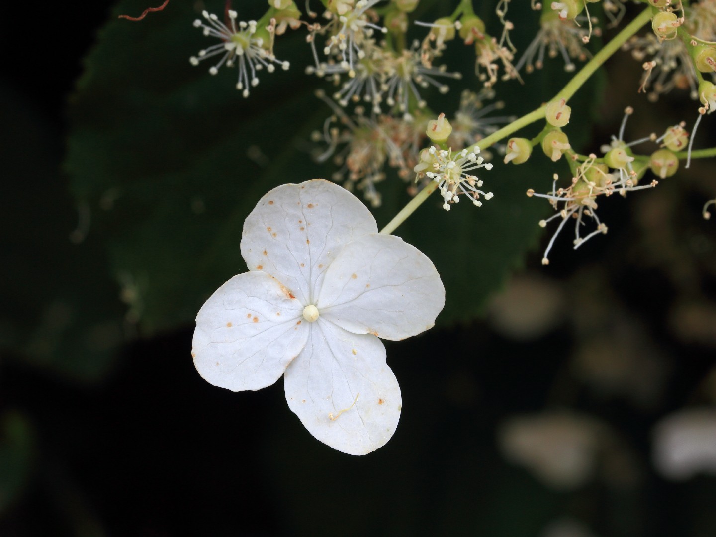 Hortensia trepadora (Hydrangea anomala subsp. petiolaris) - PictureThis