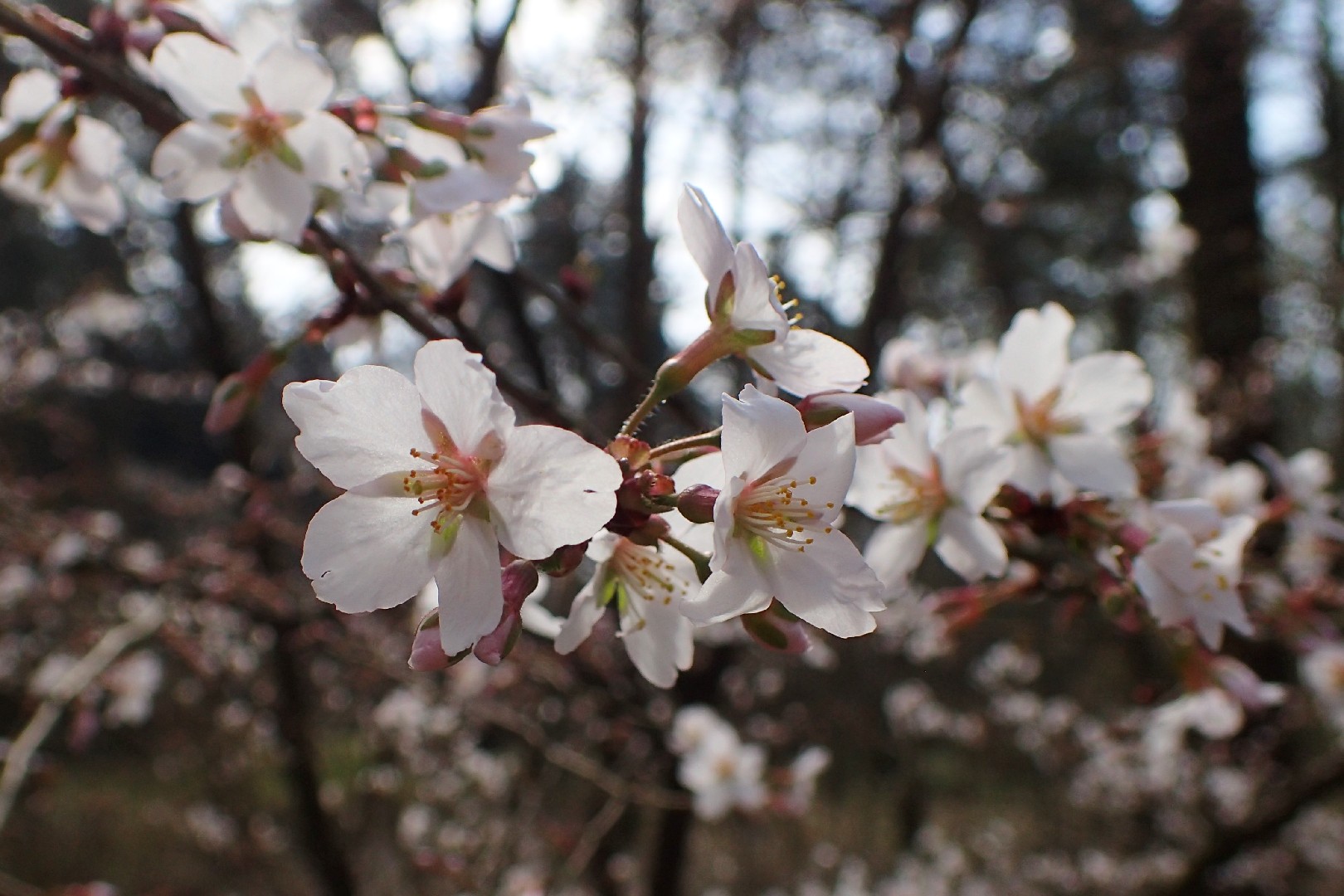 Сакура (Prunus incisa) - PictureThis