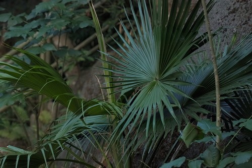 Livistona chinensis