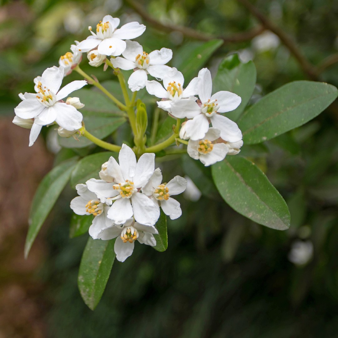 How to Successfully Grow Mexican Orange Blossom : A Field Guide to