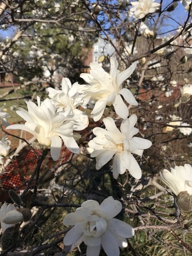 Magnolia estrellada (Magnolia stellata) - PictureThis