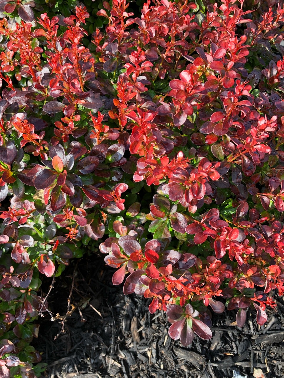 salmon barberry (Berberis) Flower, Leaf, Care, Uses - PictureThis