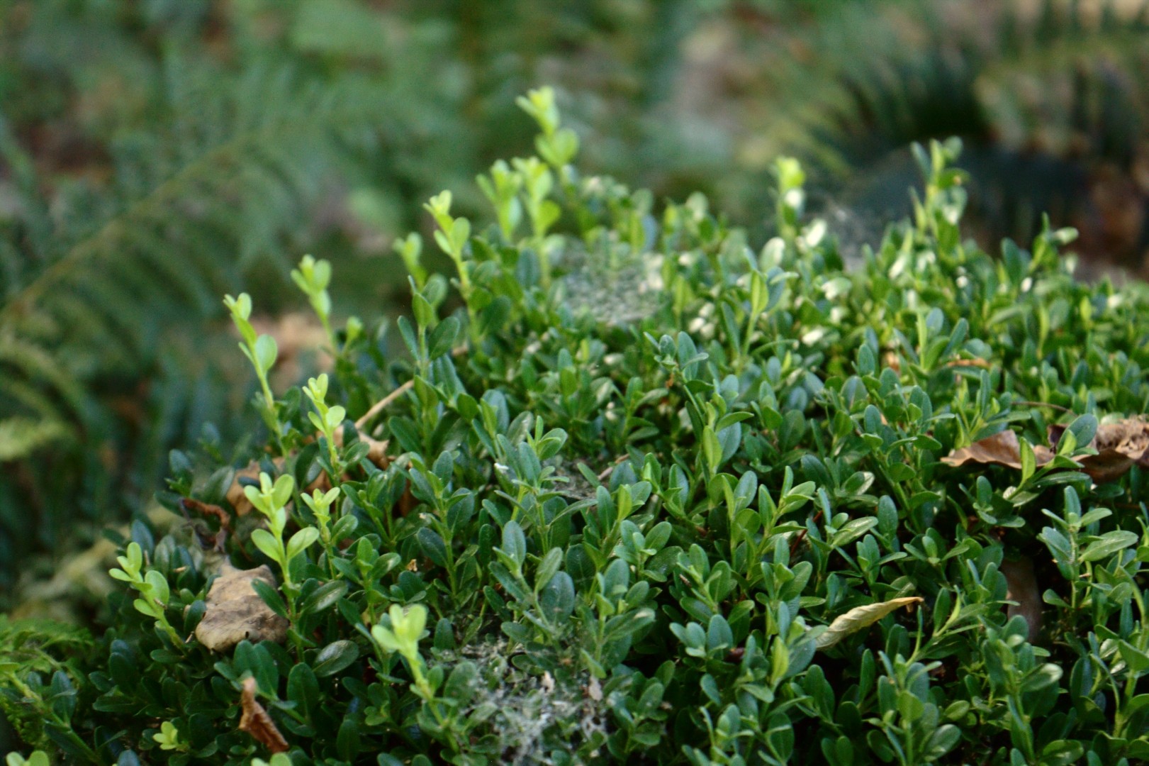 Самшит мелколистный (Buxus microphylla) - PictureThis