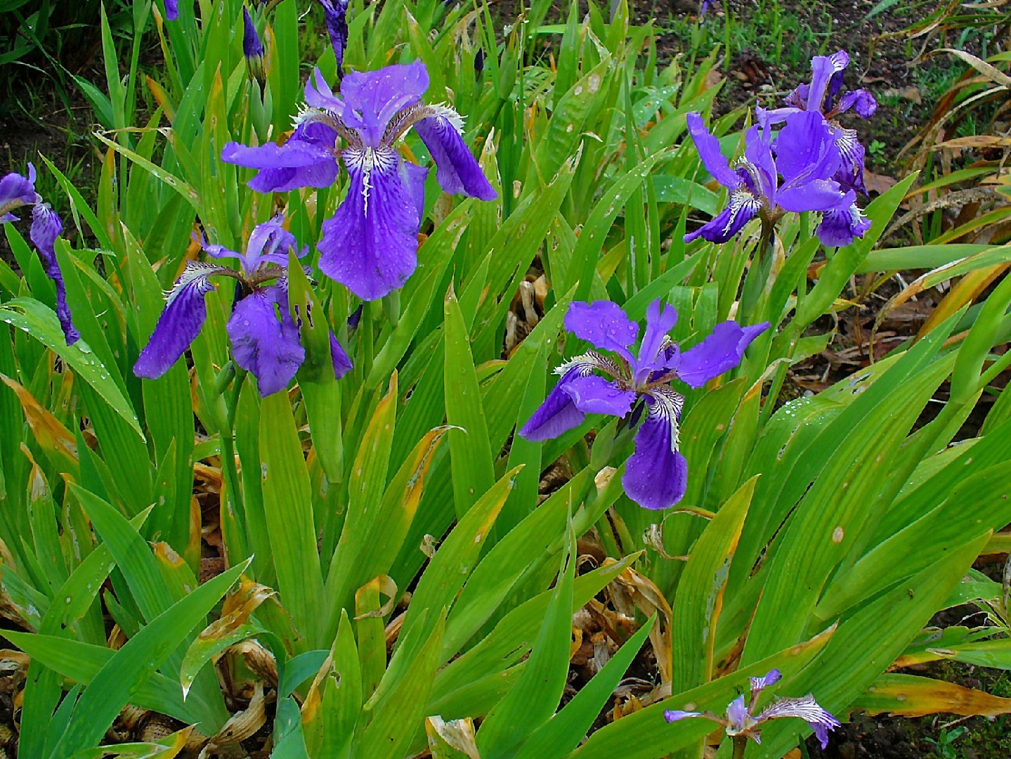 Iris tectorum - PictureThis