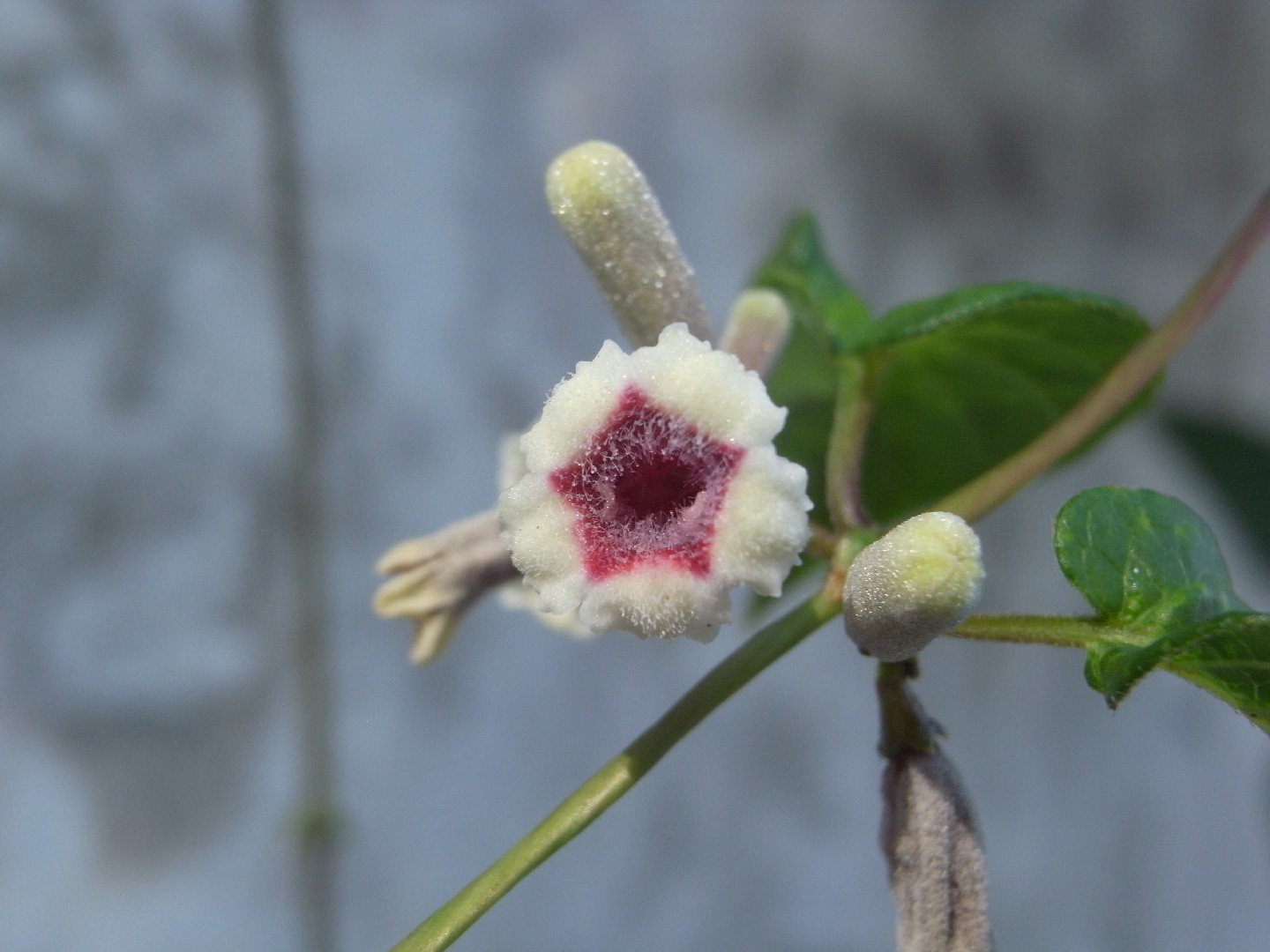 パエデリア・フォエタイダ (Paederia foetida) 花言葉，毒性，よくある質問 - PictureThis