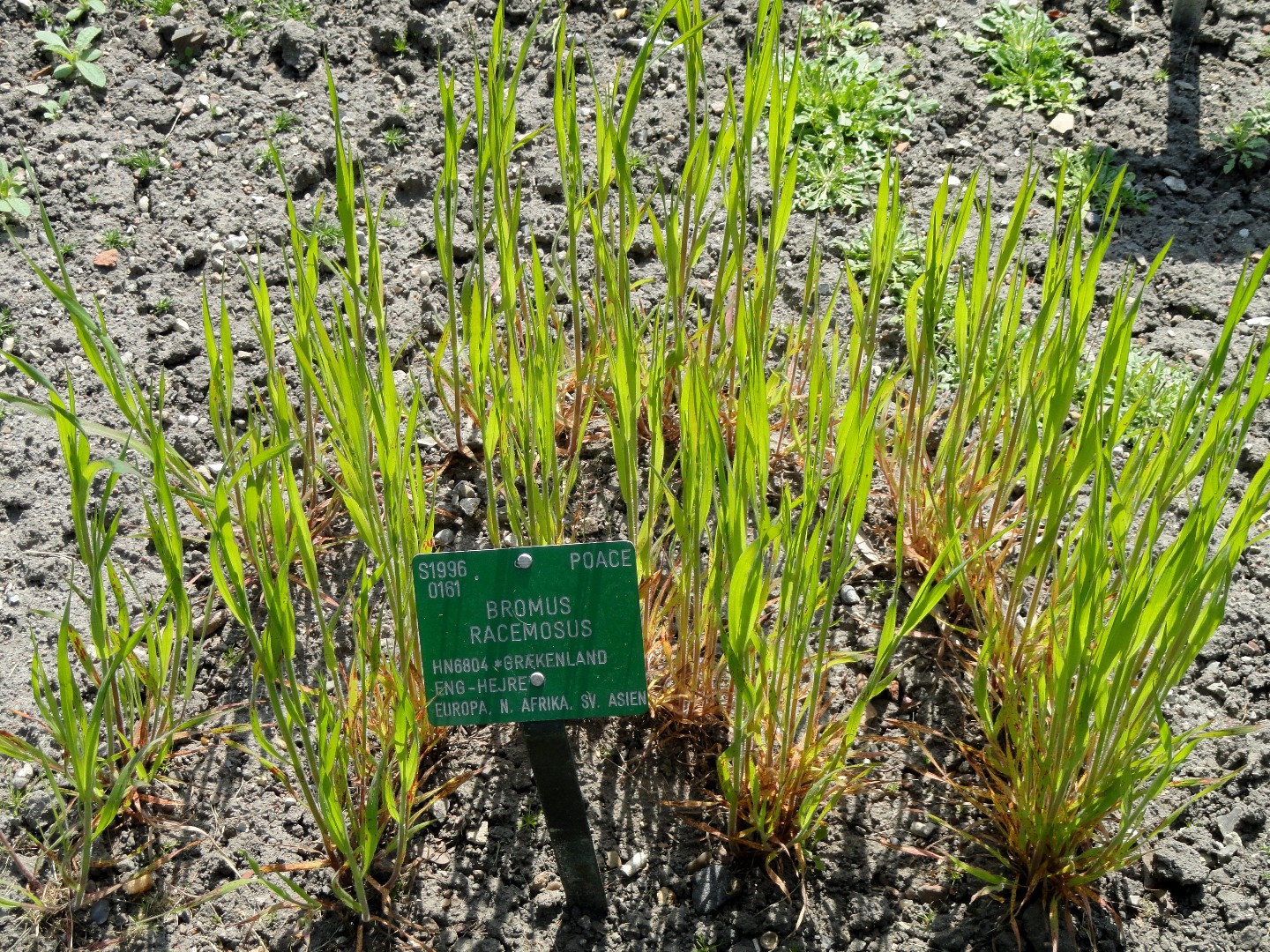 Bromus - Wikipedia