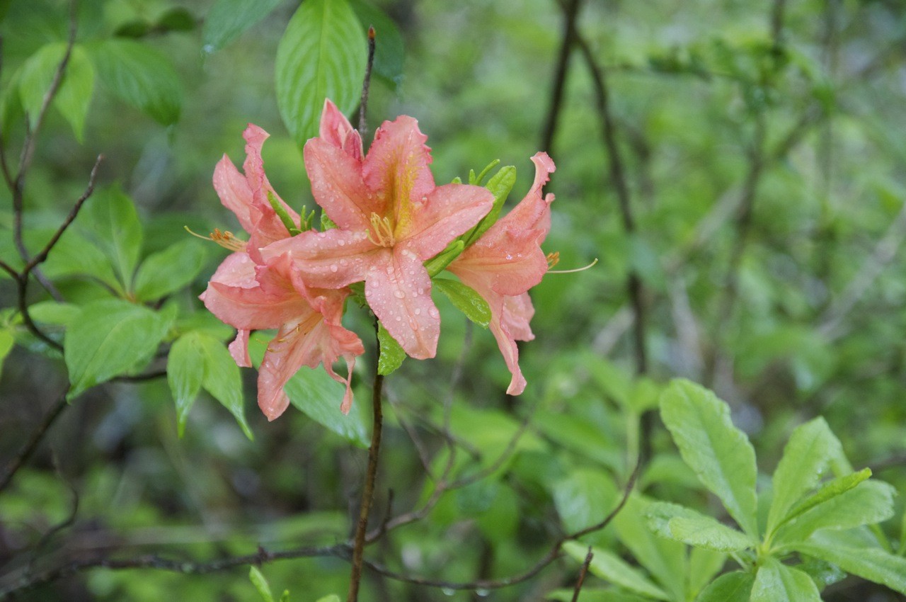 レンゲツツジ Rhododendron Japonicum Picturethis