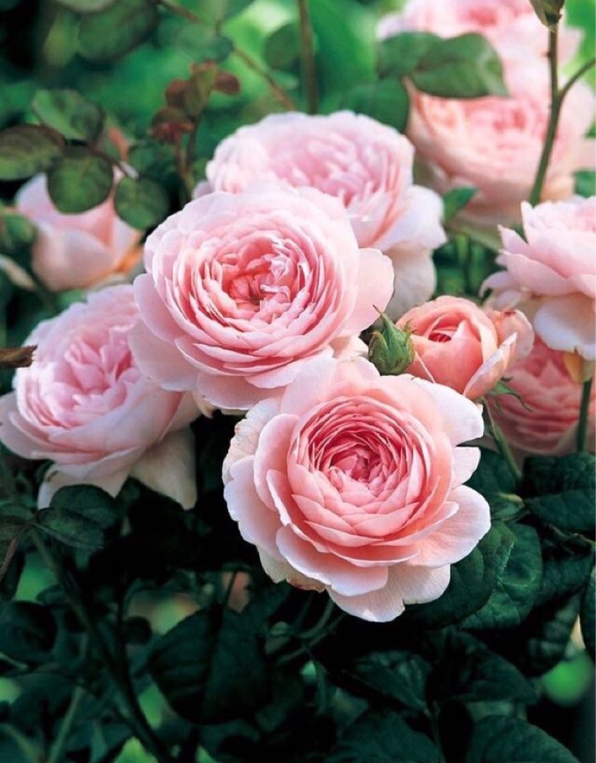 Queen of Sweden, English Shrub Rose