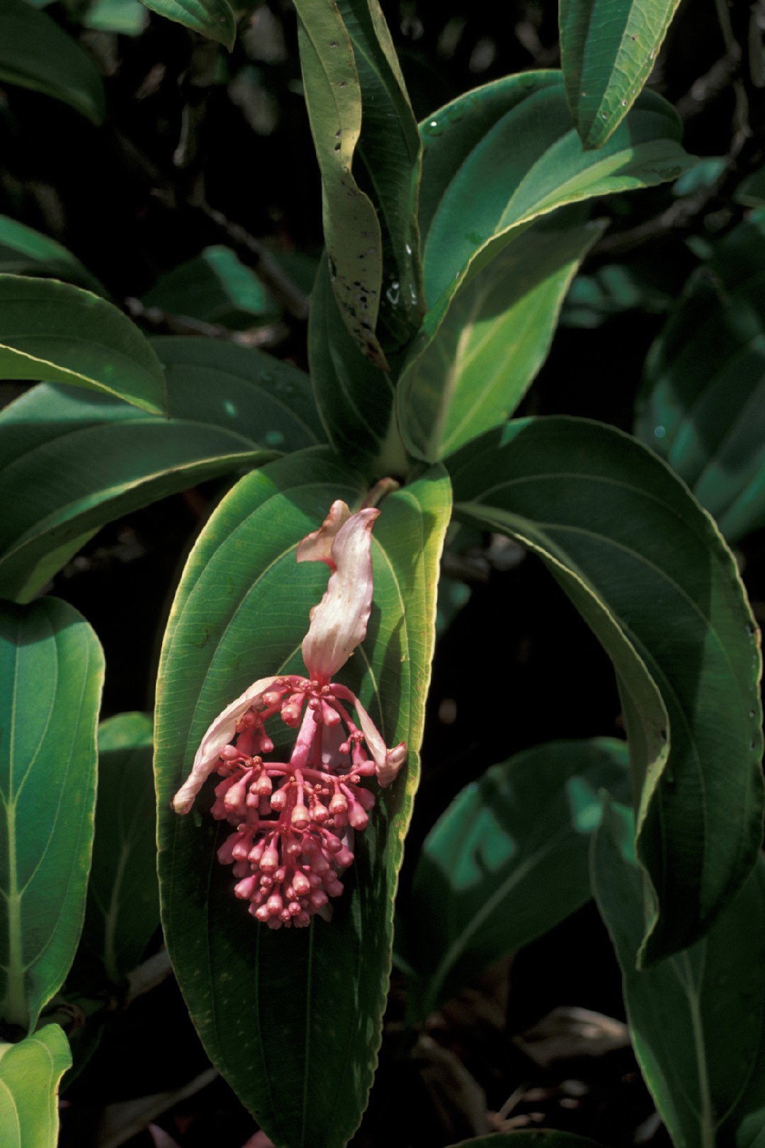 Medinilla Magnifica in vaso 17cm Rosa Scuro - Le Rarissime