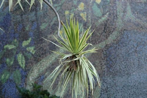 ベニフクリンセンネンボク (Dracaena reflexa var. angustifolia) 花言葉，毒性，よくある質問 -  PictureThis