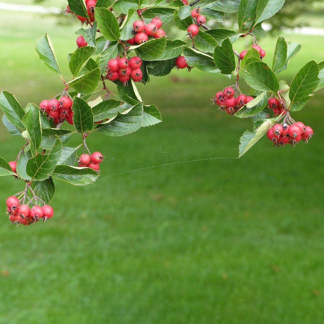 Cockspur Hawthorn Crataegus Crus Galli Flower Leaf Uses Picturethis