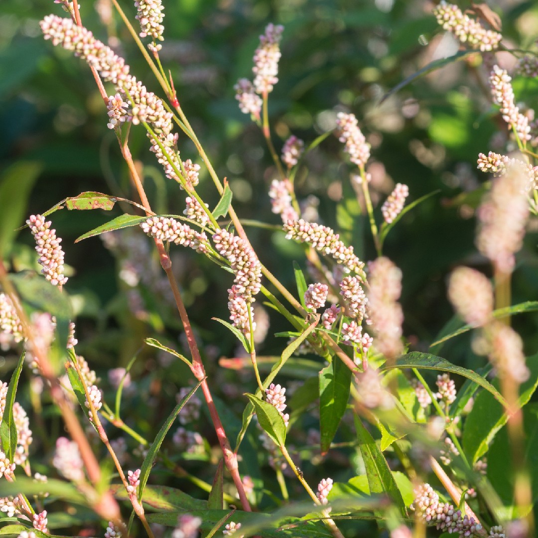 Горец почечуйный (Persicaria maculosa) - PictureThis