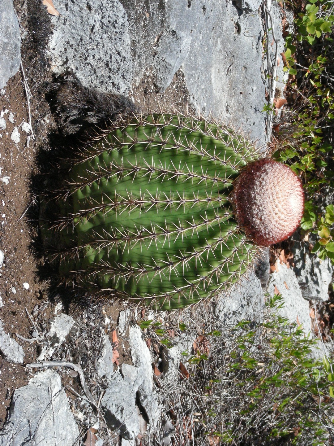 彩雲 (Melocactus intortus) - PictureThis