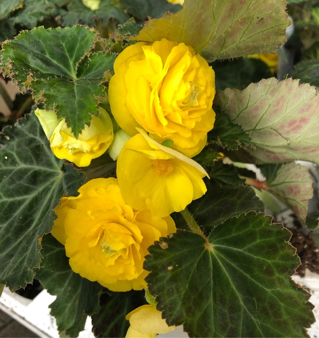 Begonia 'Nonstop Yellow' - PictureThis
