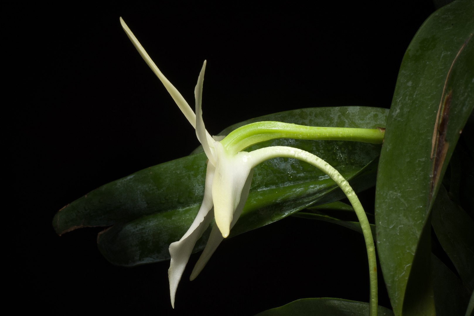 Orquídea de darwin (Angraecum sesquipedale) - PictureThis