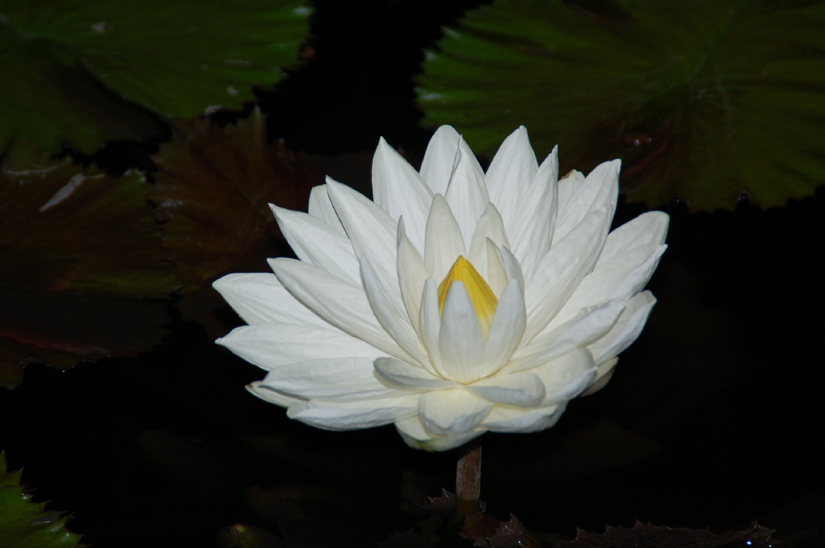 Кувшинка египетская (Nymphaea lotus) - PictureThis