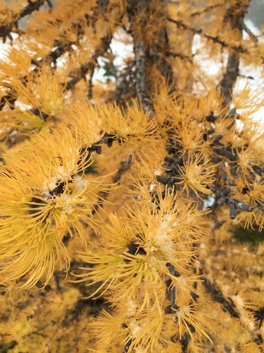 Subalpine larch Care (Watering, Fertilize, Pruning, Propagation ...