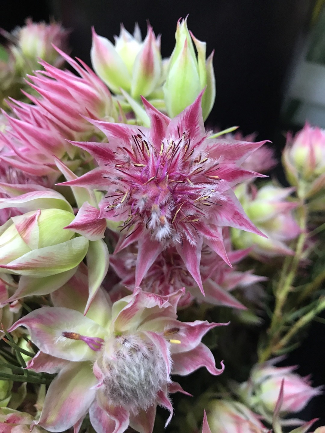 Serruria Blushing Bride - Beautiful!  Australian native garden, Australian  native flowers, Australian flowers