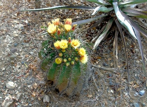 Fishhook barrel cactus (Ferocactus herrerae) Flower, Leaf, Care, Uses -  PictureThis