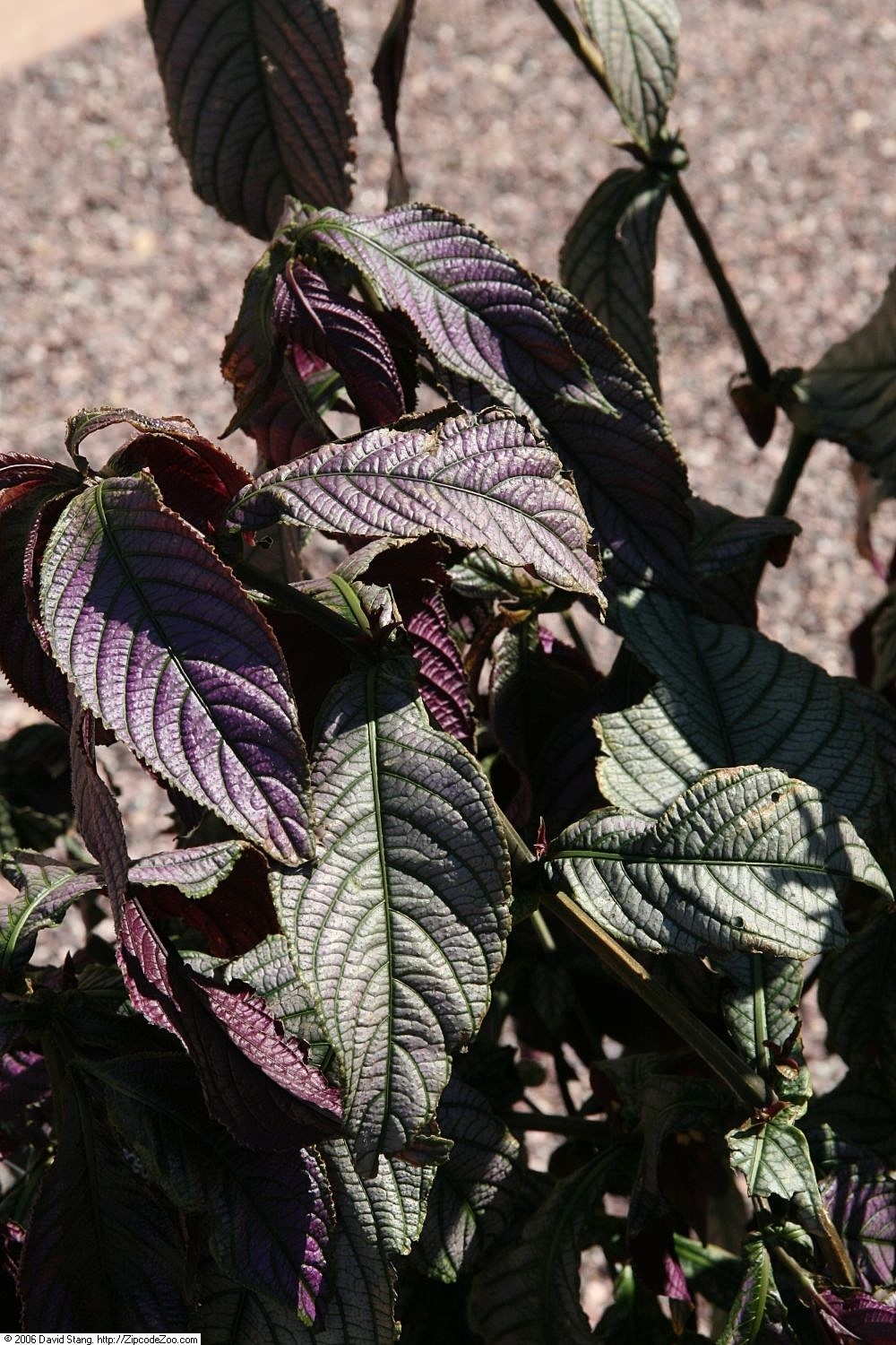 Strobilanthes auriculata var. dyeriana 일상보호(키우기, 가지치기, 파종) - PictureThis