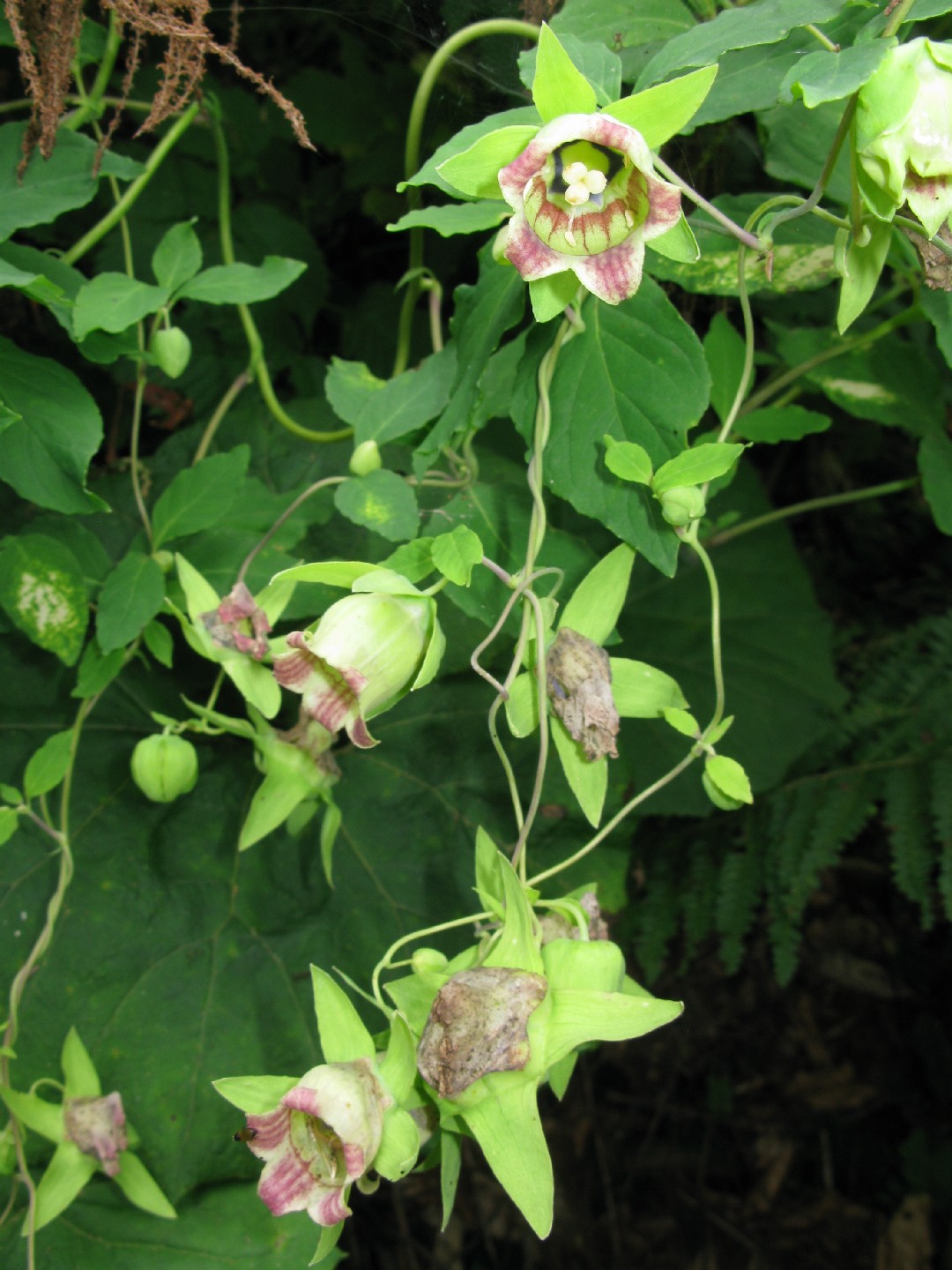 ツルニンジン（蔓人参） (Codonopsis lanceolata) 花言葉，毒性，よくある質問 - PictureThis