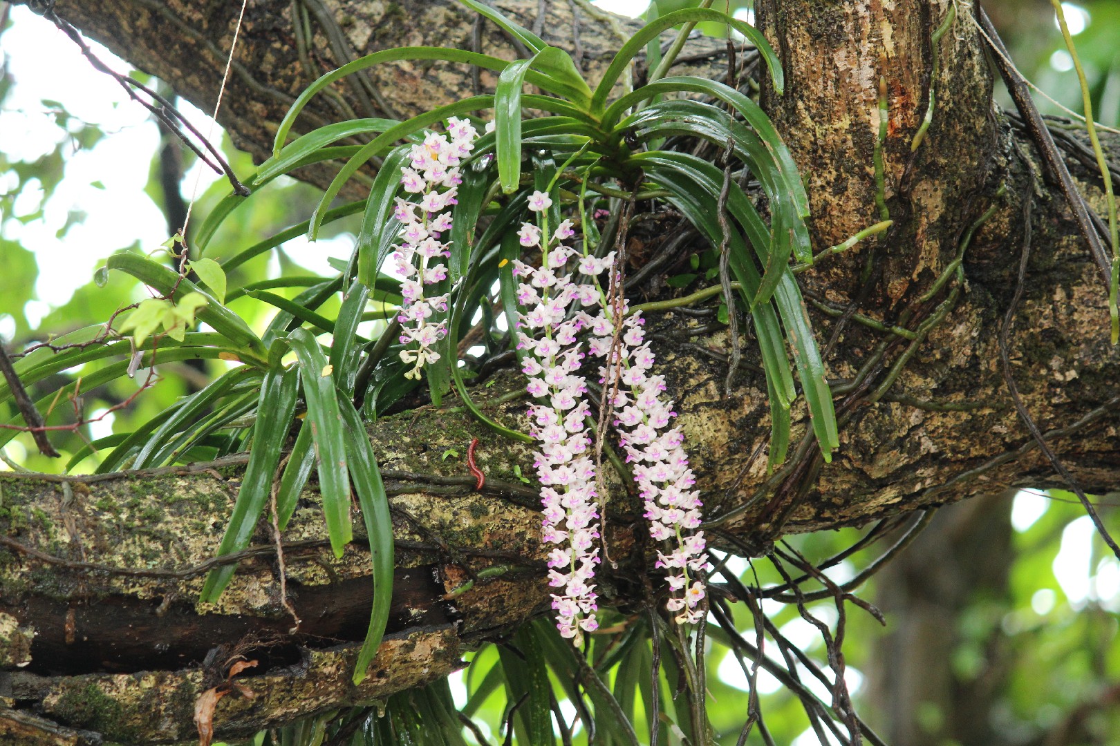 Foxtail orchid Care (Watering, Fertilize, Pruning, Propagation) -  PictureThis