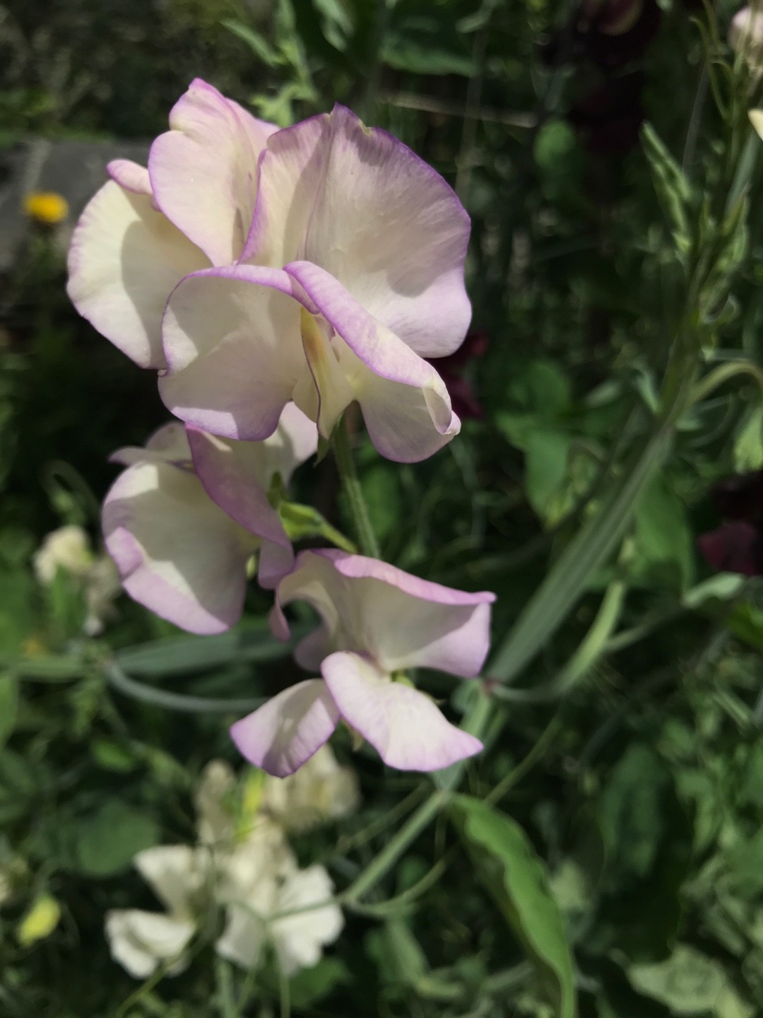 DIY Frosted Branches - Sweet Pea