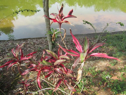 son las plantas cordyline venenosas para los perros