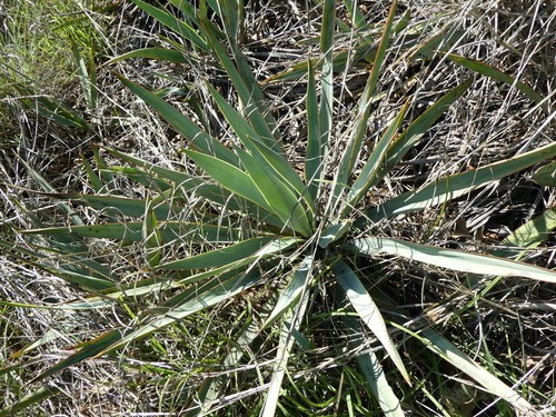 ユッカ・パリダ (Yucca pallida) 花言葉，毒性，よくある質問