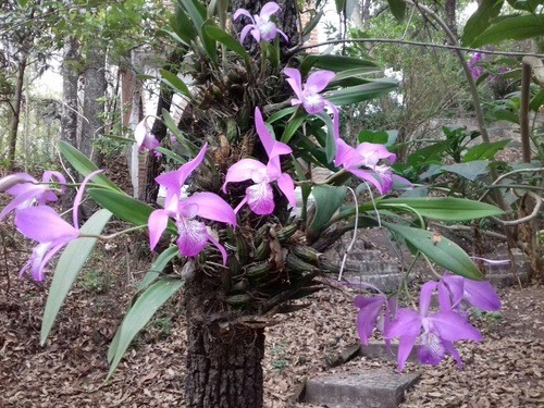 Laelia speciosa - PictureThis