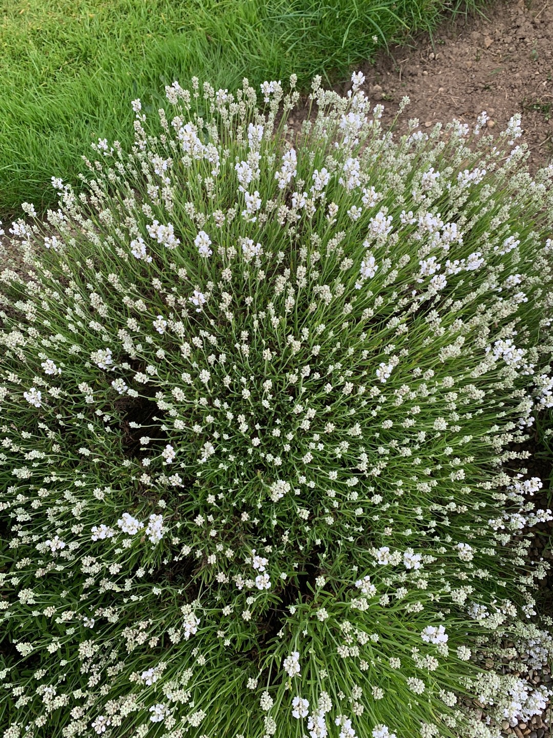 Lavender (Lavandula) Flower, Leaf, Care, Uses - PictureThis