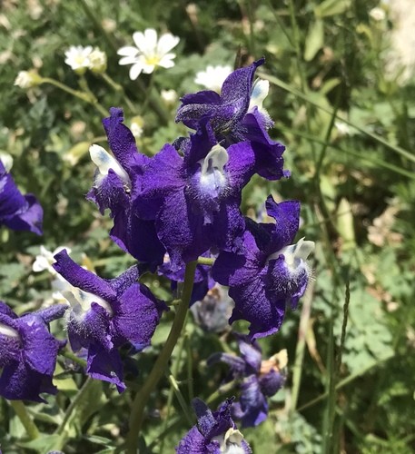 Delphinium Menziesii - PictureThis