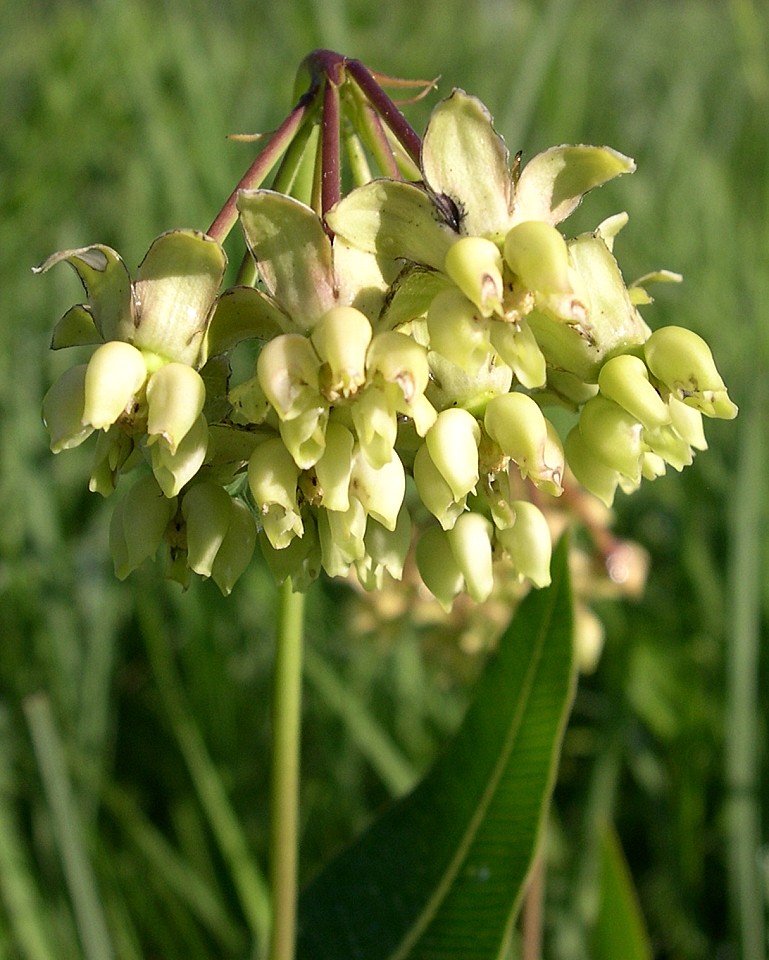 Асклепиас. Asclepias Linaria. Asclepias PURPURASCENS.