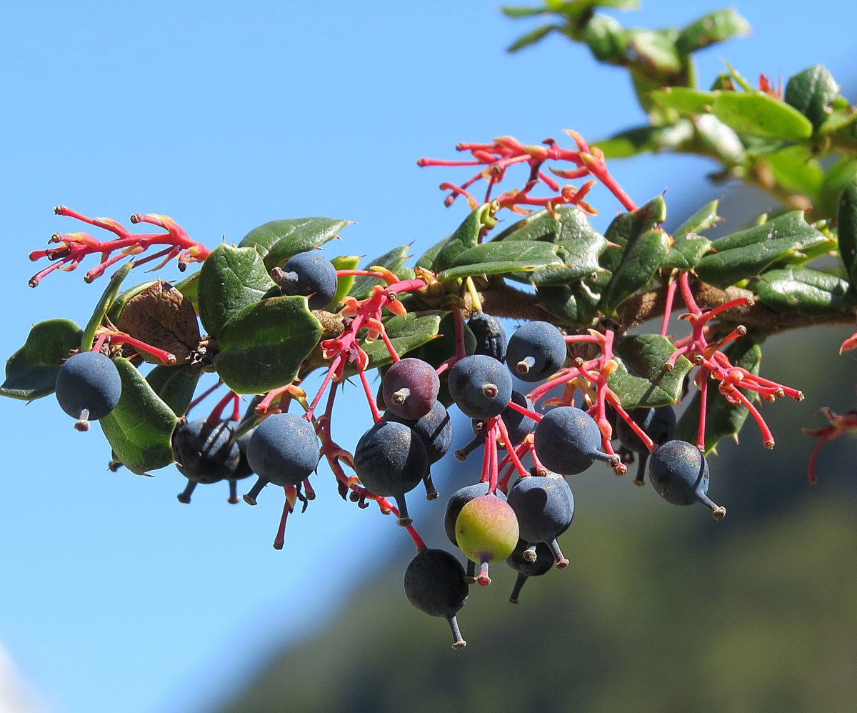 Барбарис Дарвина (Berberis darwinii) - PictureThis