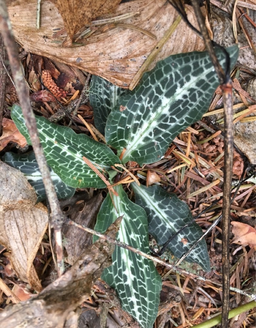 ミヤマウズラ（深山鶉） (Goodyera schlechtendaliana) - PictureThis