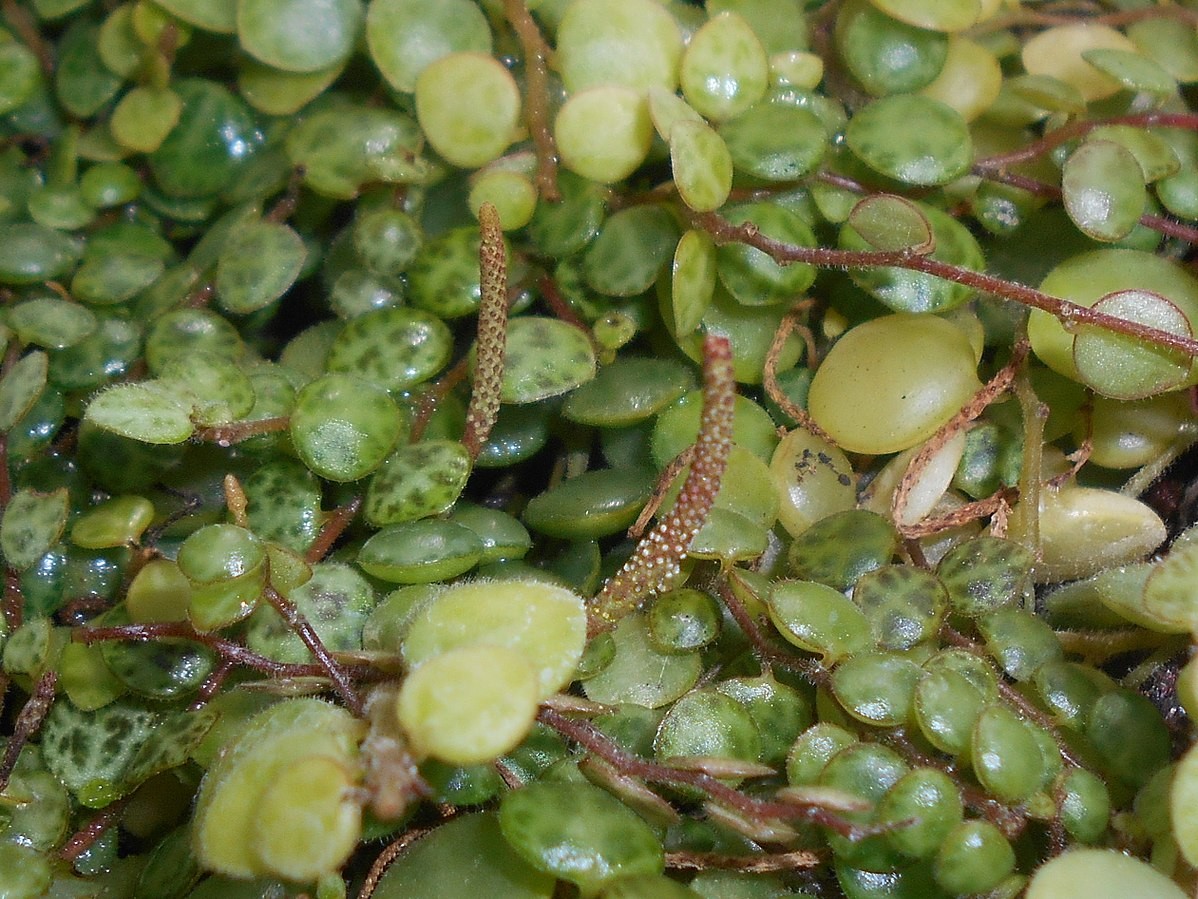 Пеперомия круглолистная (Peperomia rotundifolia) - PictureThis