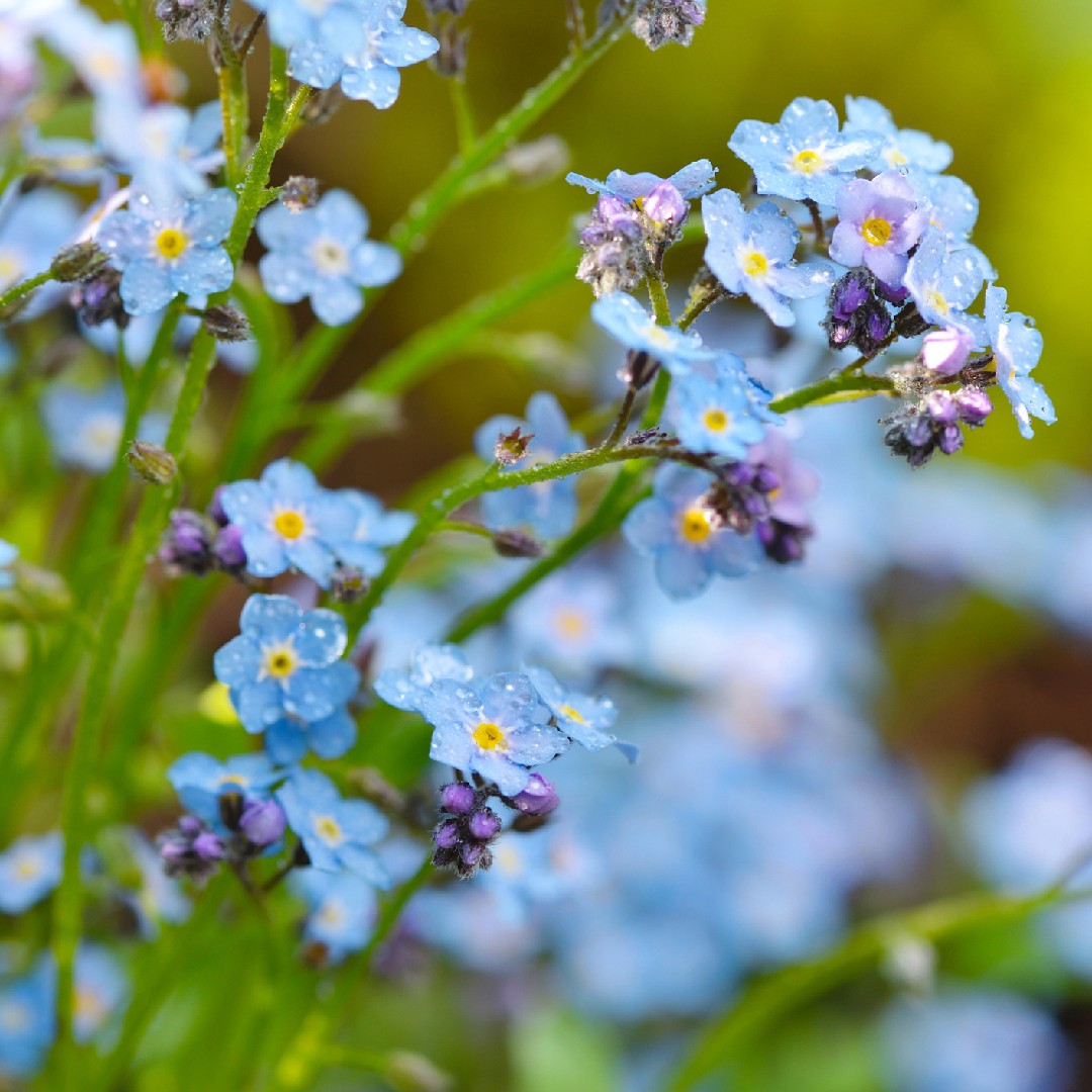 Forget-me-not Seeds Field Forget Me Nots Myosotis Arvensis Blue Flowers 200  -  Denmark