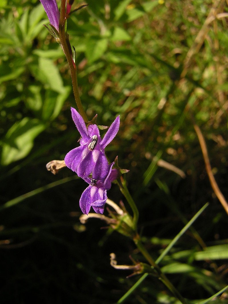 Acrid Lobelia (lobelia Urens) Flower, Leaf, Care, Uses - Picturethis