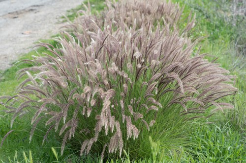 Crimson Fountain Grass Cenchrus Setaceus Flower Leaf Care Uses