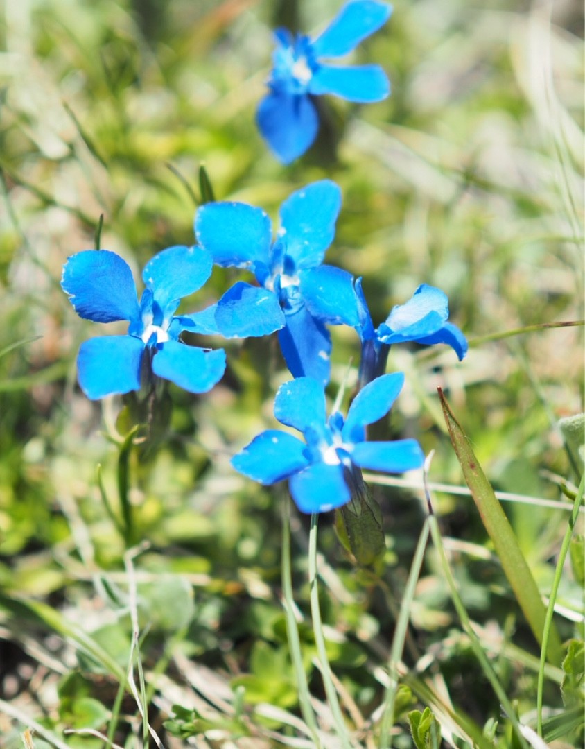 Горечавка весенняя (Gentiana verna) - PictureThis