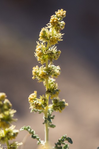 Ambrosia dumosa 花言葉，毒性，よくある質問 - PictureThis