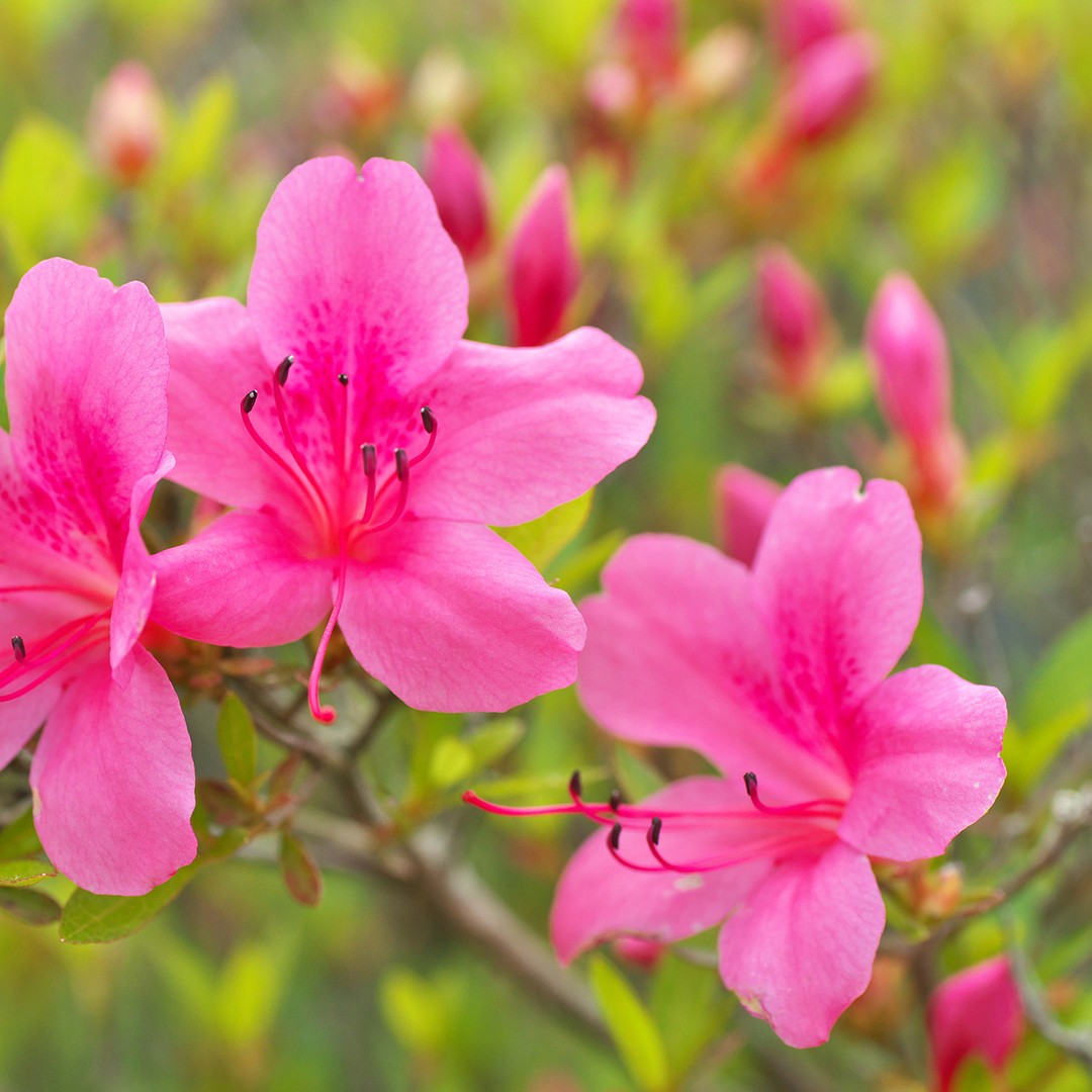 Evergreen azalea (Rhododendron indicum) Flower, Leaf, Care, Uses -  PictureThis